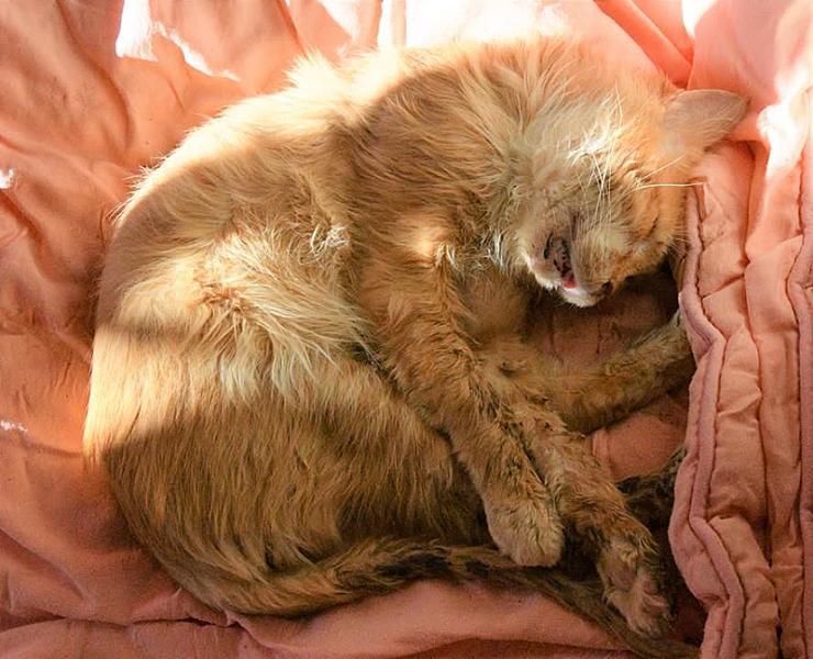 Kattenpraat