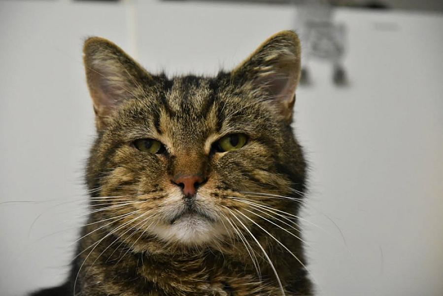 Kattenpraat