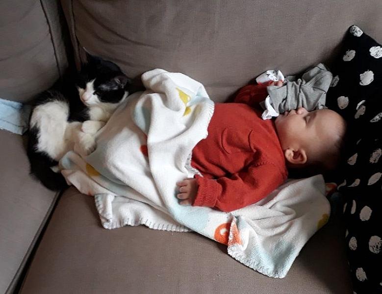 Kattenpraat