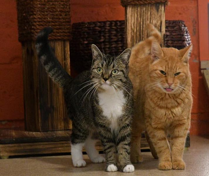 Kattenpraat