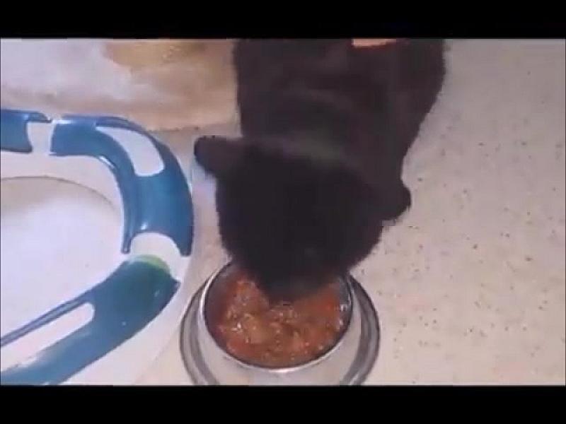 Kattenpraat
