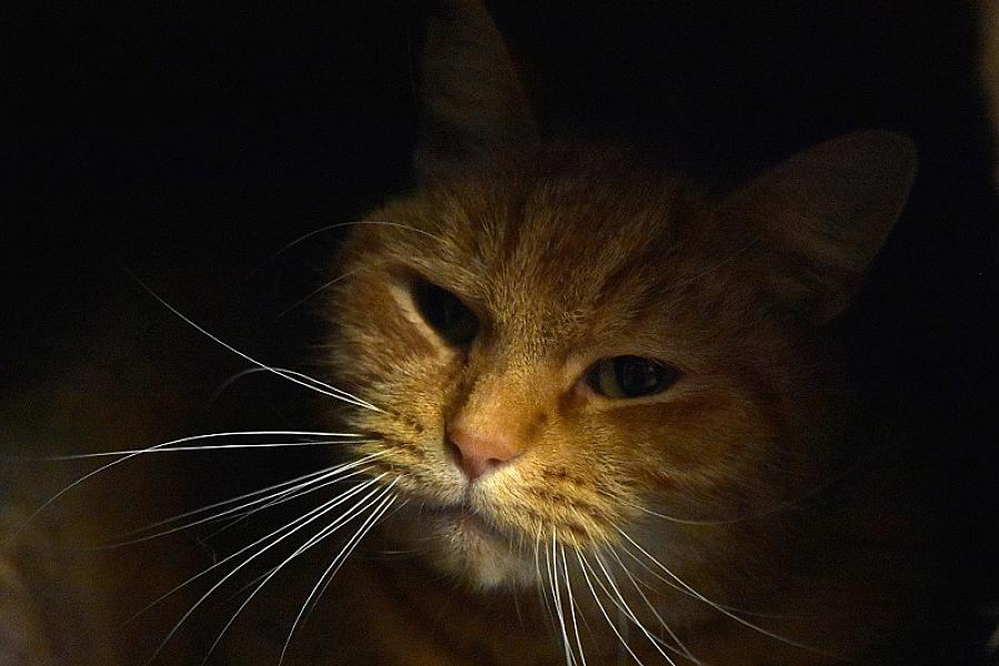 Kattenpraat