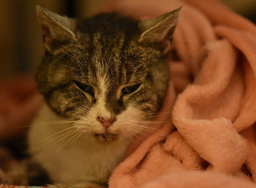 Kattenpraat