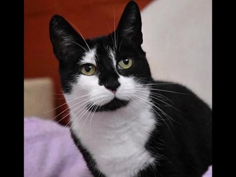 Kattenpraat