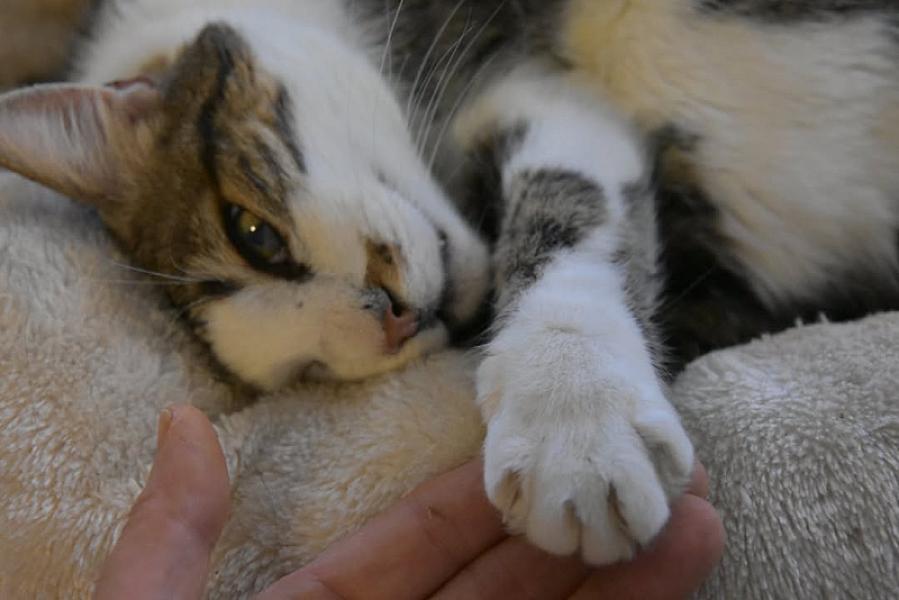 Kattenpraat