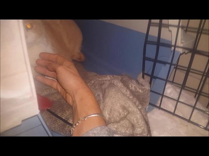 Kattenpraat