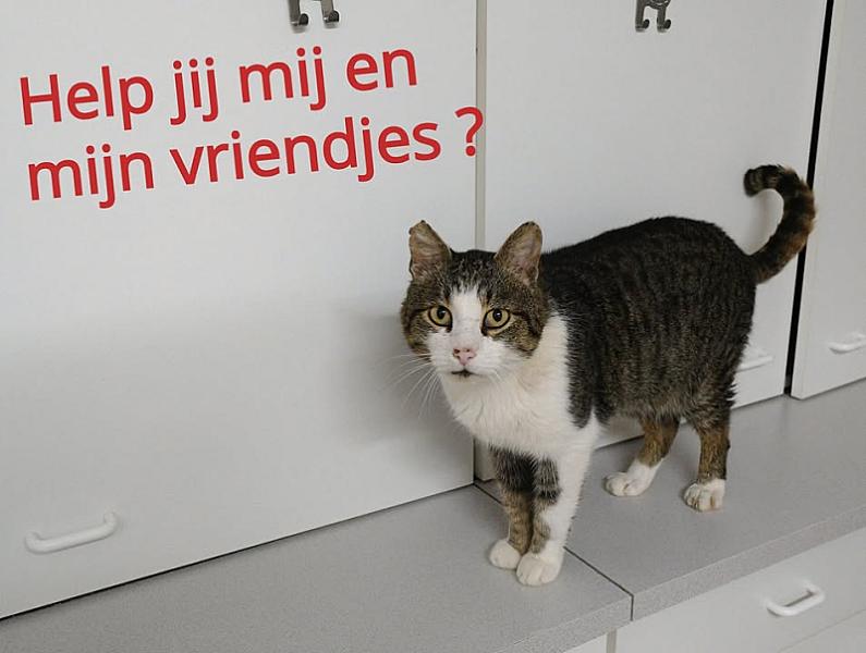 Kattenpraat