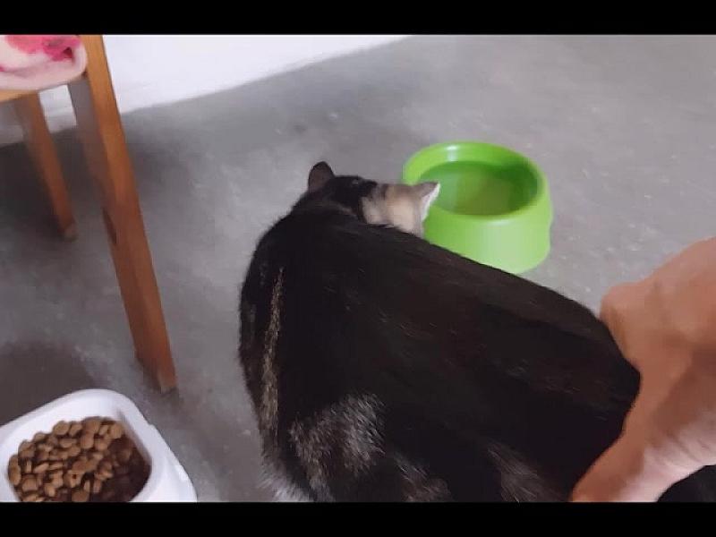 Kattenpraat