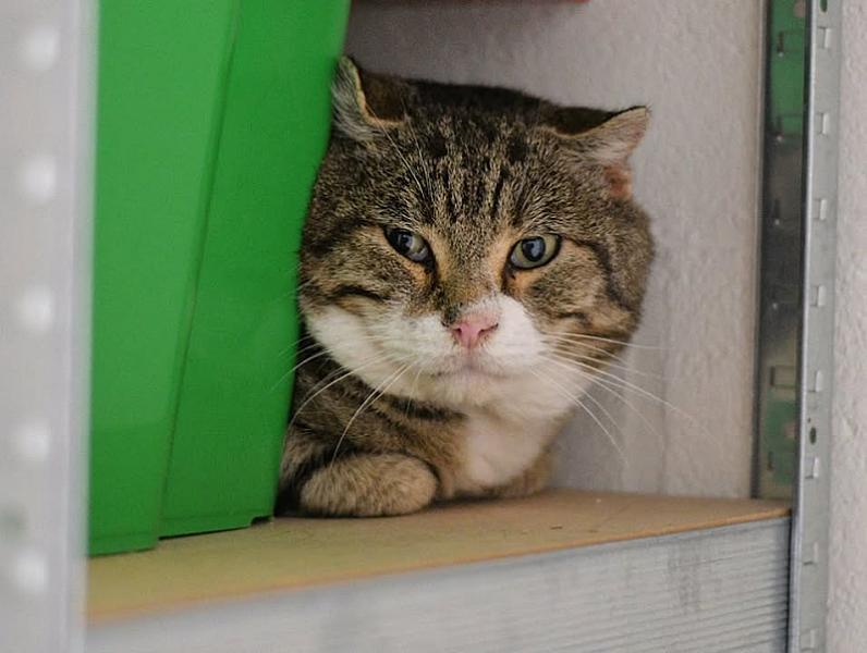 Kattenpraat