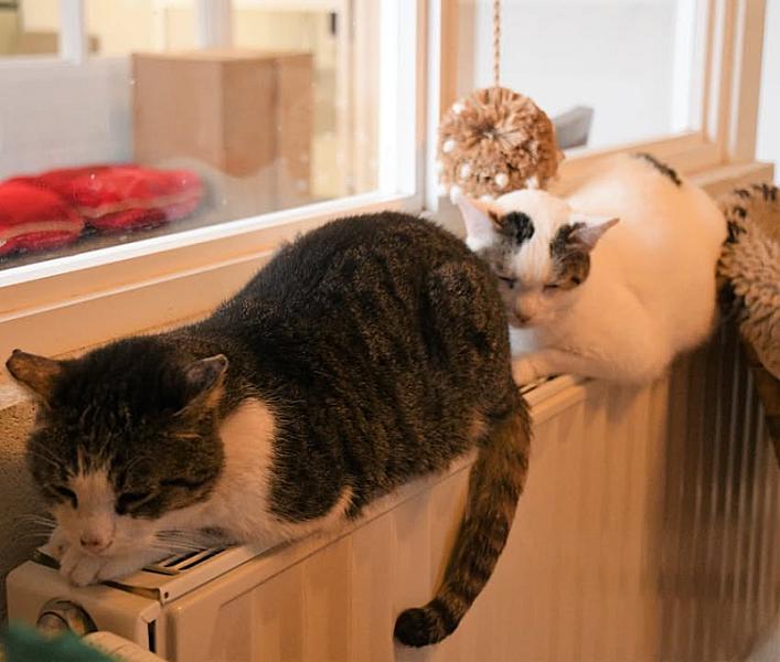 Kattenpraat