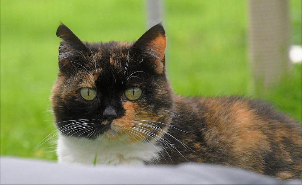 Kattenpraat
