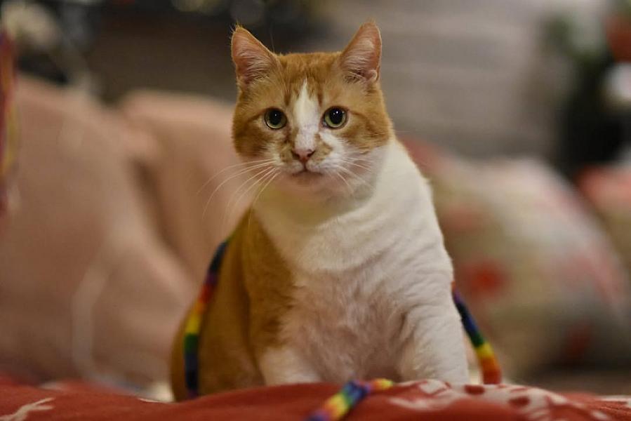 Kattenpraat