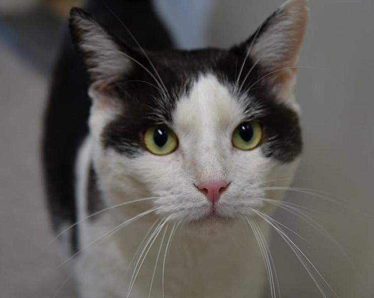 Kattenpraat