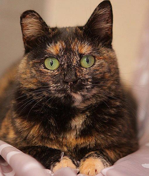 Kattenpraat