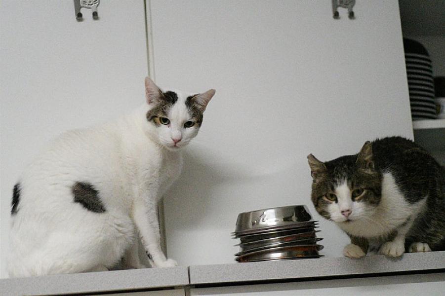 Kattenpraat