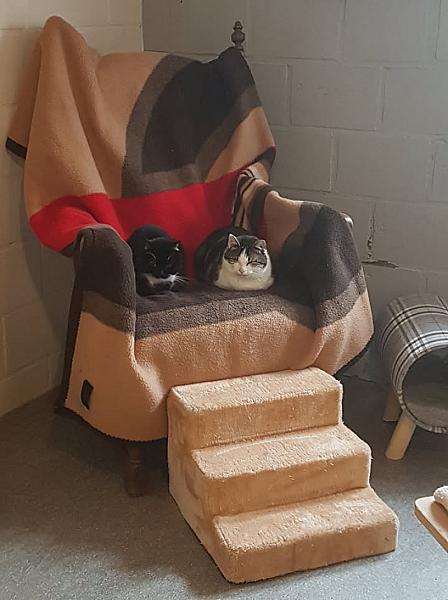 Kattenpraat