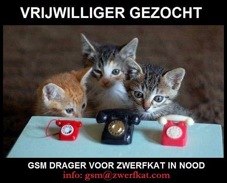 Kattenpraat