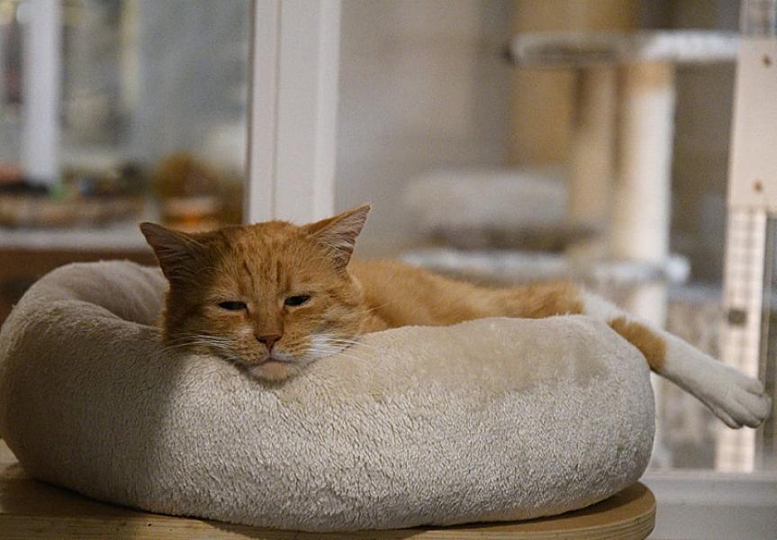 Kattenpraat