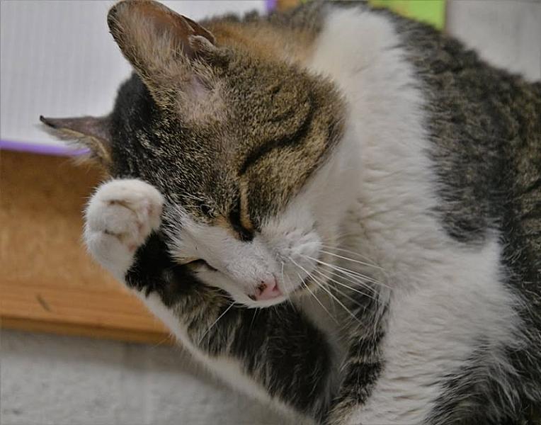 Kattenpraat