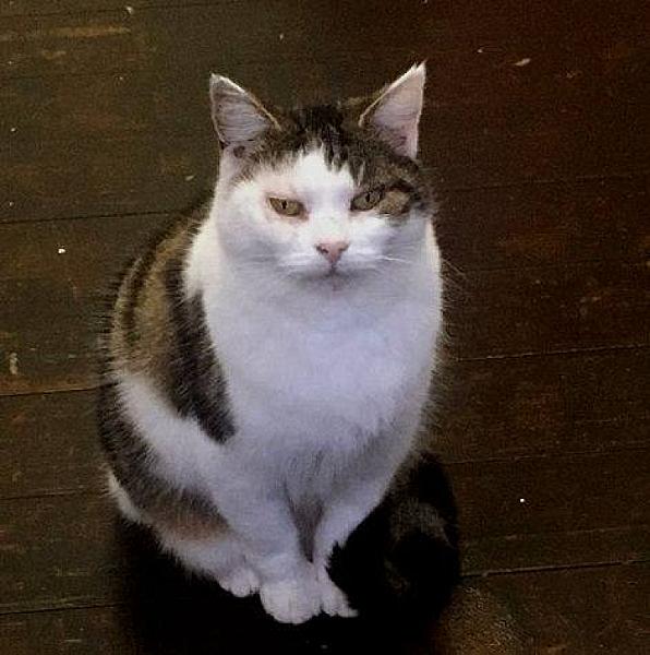 Kattenpraat