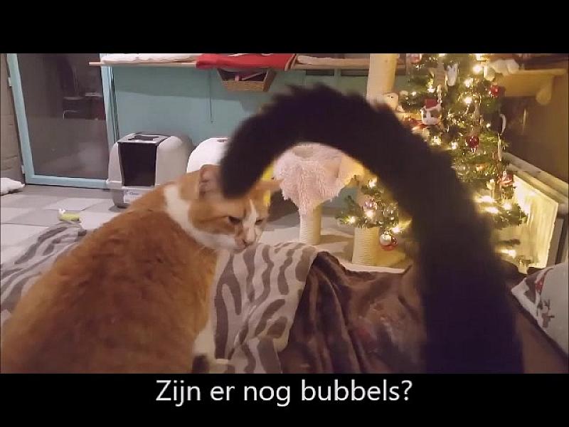 Kattenpraat
