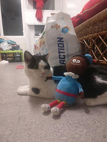 Kattenpraat