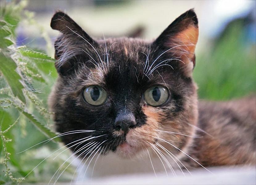 Kattenpraat