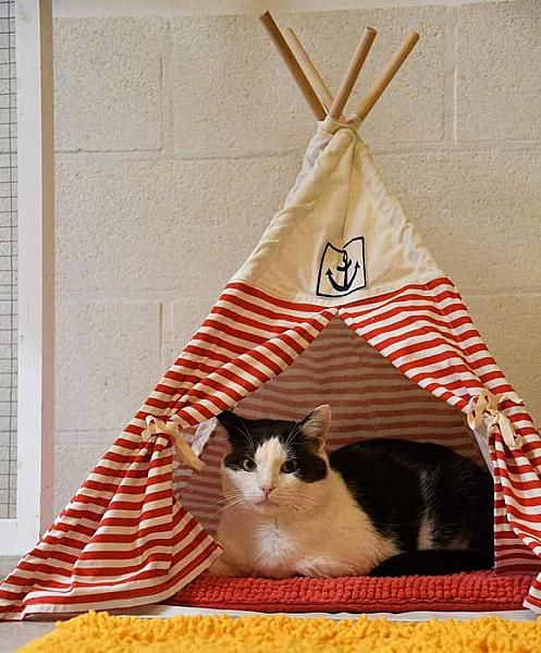 Kattenpraat