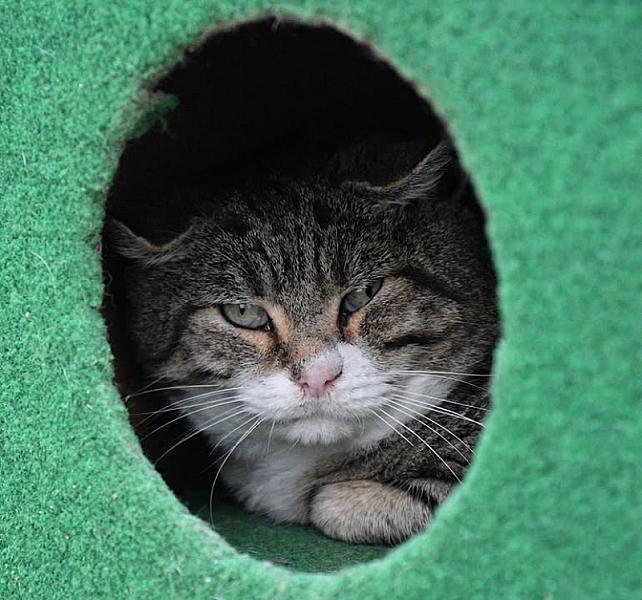 Kattenpraat