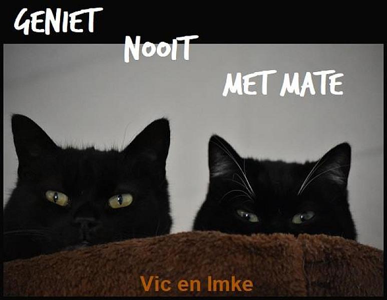 Kattenpraat