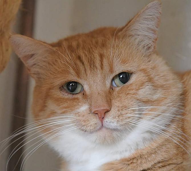Kattenpraat