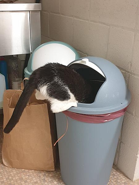 Kattenpraat