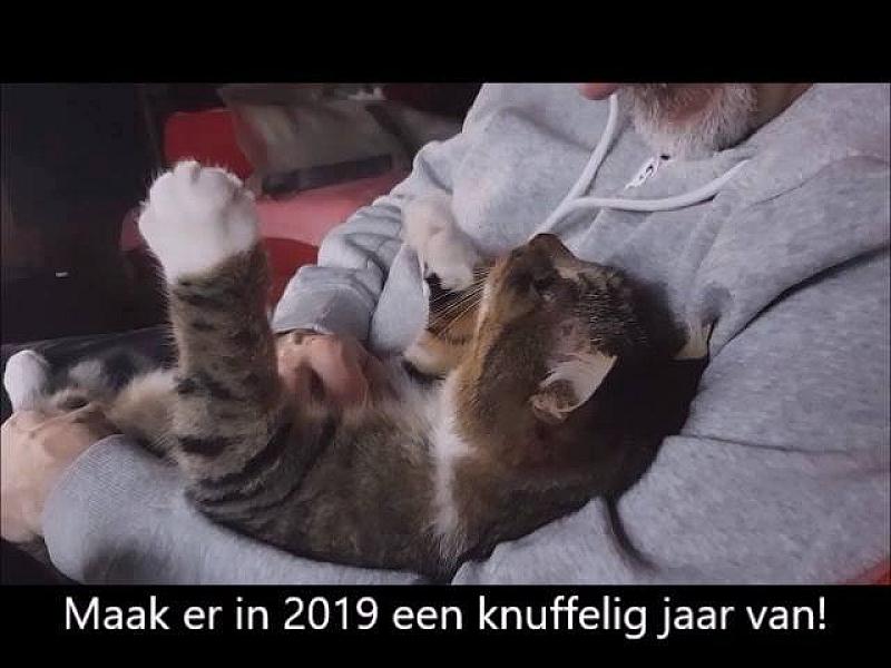 Kattenpraat