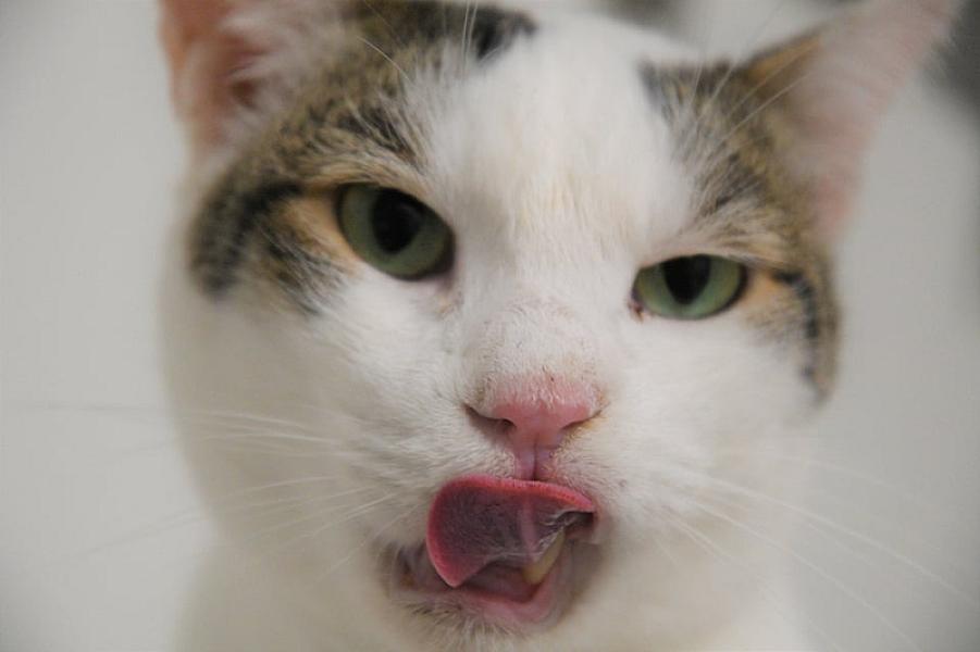Kattenpraat
