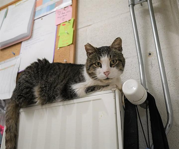 Kattenpraat