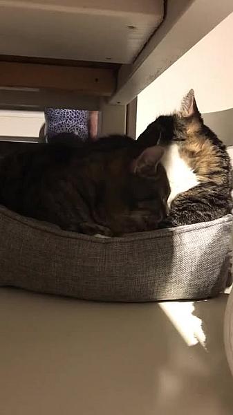 Kattenpraat