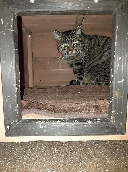 Kattenpraat