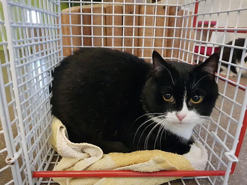 Kattenpraat