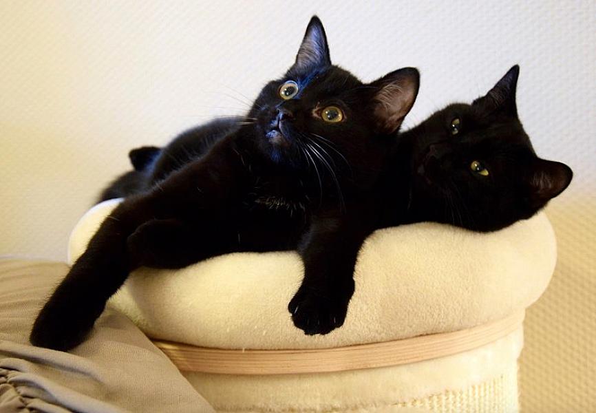 Kattenpraat