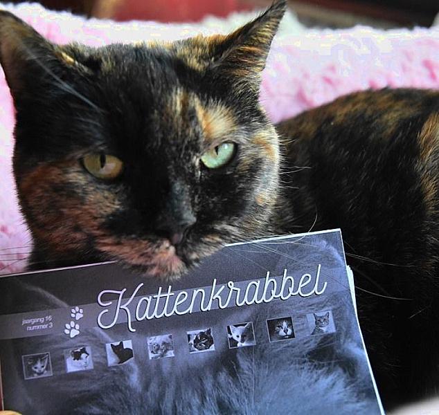 Kattenpraat