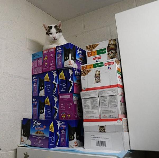Kattenpraat