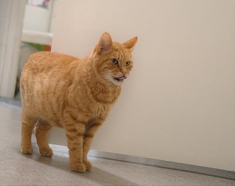 Kattenpraat