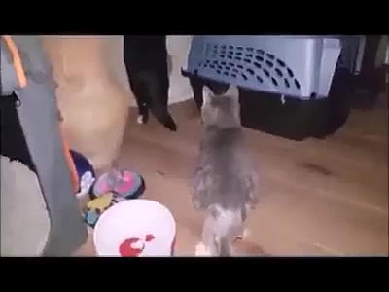 Kattenpraat