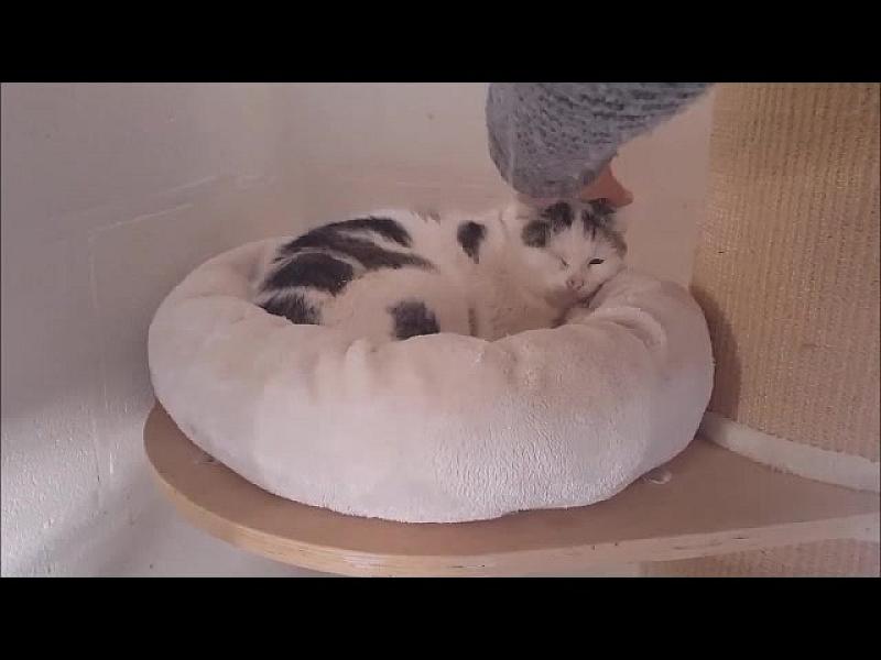 Kattenpraat