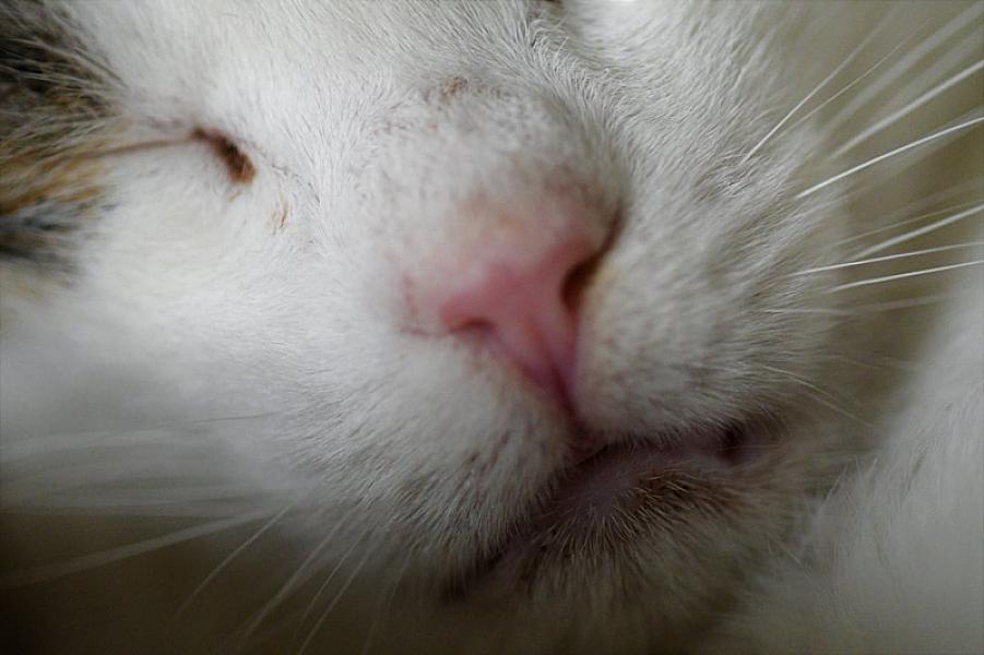 Kattenpraat