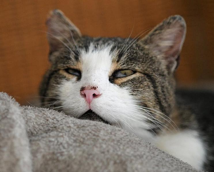 Kattenpraat