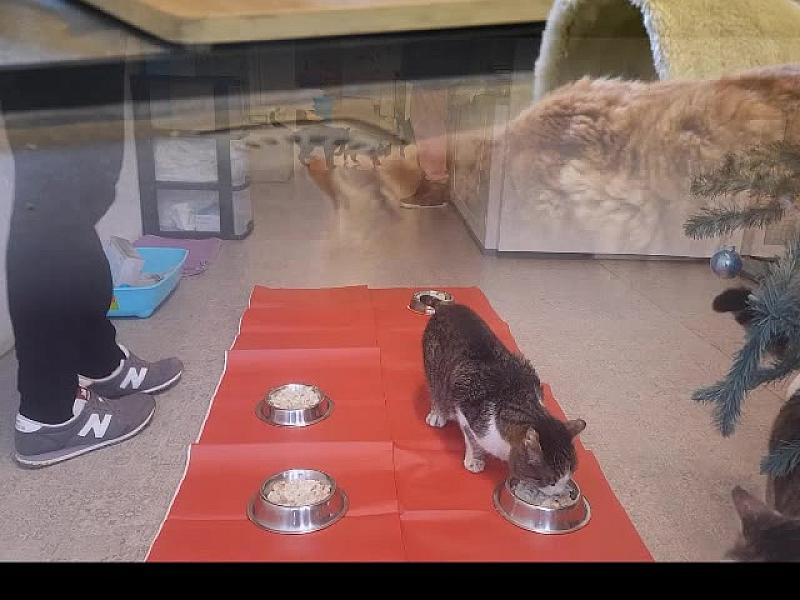 Kattenpraat