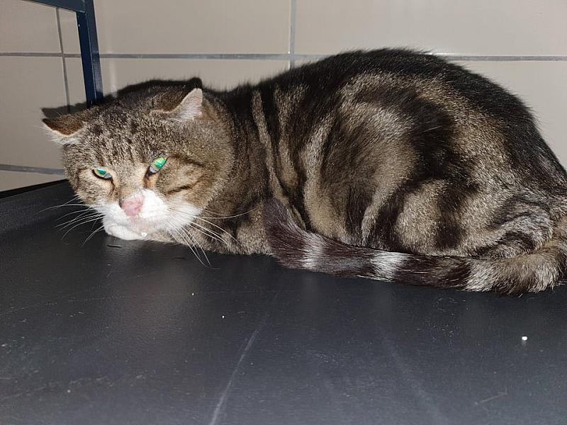 Kattenpraat