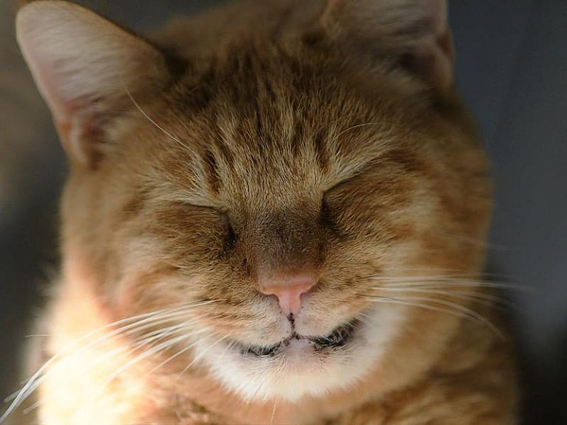 Kattenpraat