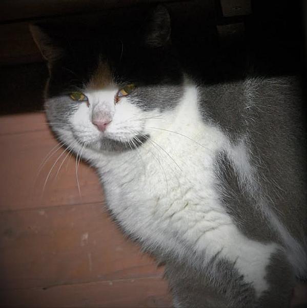 Kattenpraat